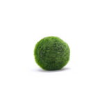 Marimo loptica (3-4cm)