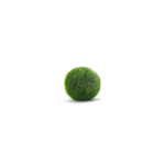 Marimo loptica (1-2cm)