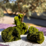 20 Oštećenih Marimo loptica (alga) (1 - 5 cm)