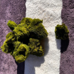 10 Oštećenih Marimo loptica (alga) (1 - 5 cm)